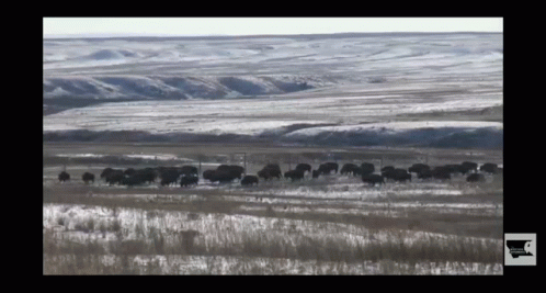 This Is The Way Fort Peck Bison GIF - This Is The Way Fort Peck Bison Animals GIFs