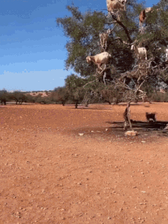 a group of goats are climbing a tree in a dirt field