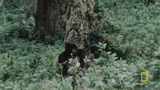Looking Around Gaining The Trust Of The Gorillas GIF - Looking Around Gaining The Trust Of The Gorillas World Gorilla Day GIFs