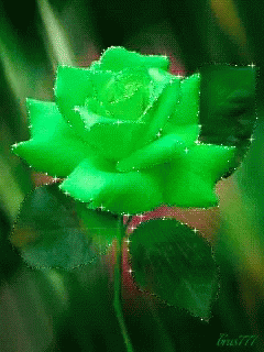 Flowers Green Rose GIF - Flowers Green Rose GIFs