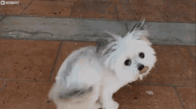 a small white dog with a long tail is standing on a tile floor .