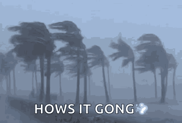 a group of palm trees blowing in the wind with the words hows it gong below them