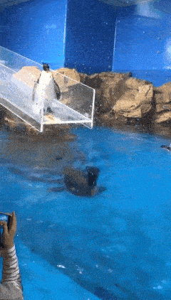a person is taking a picture of a penguin swimming in a pool