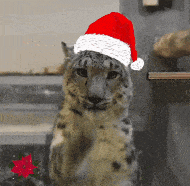 a snow leopard wearing a santa hat is looking at the camera
