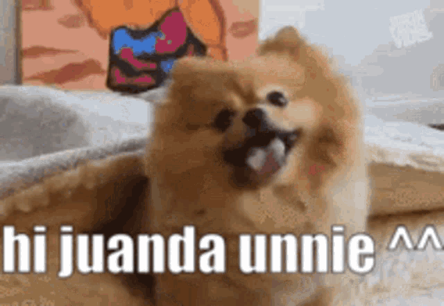 a pomeranian dog is sitting on a bed with its mouth open and says hi juanda unnie aa