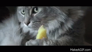 Olanrodgers Catday GIF - Olanrodgers Catday Starscream GIFs