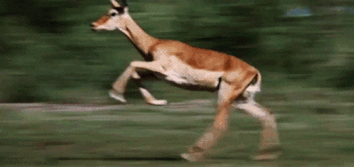 Running Deer GIF - Running Deer Speed GIFs