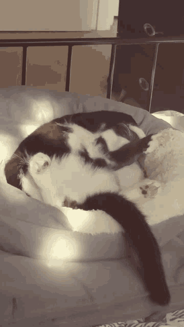 Cat Sleeping GIF - Cat Sleeping Sleepy GIFs