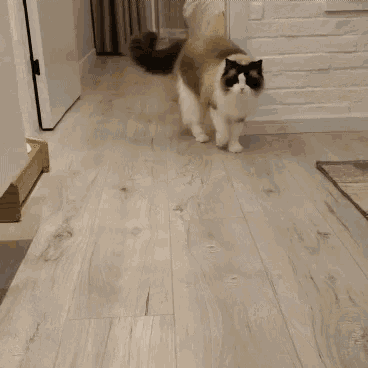 a brown and white cat is walking on a wood floor