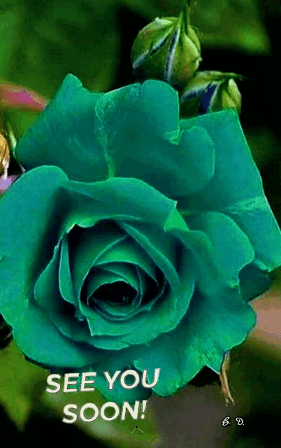 a green rose with the words " see you soon " on it
