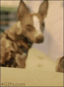 Dog Party GIF - Dog Party Turnt GIFs