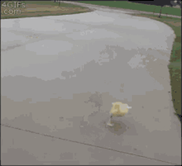 a duck is standing on its hind legs on a street