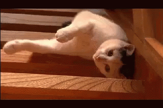 Lazy GIF - Cat Lazy Stairs GIFs