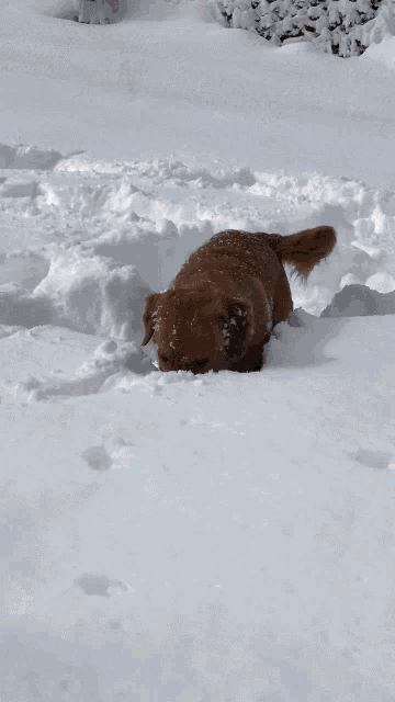 a brown dog is playing in the snow and looking for something