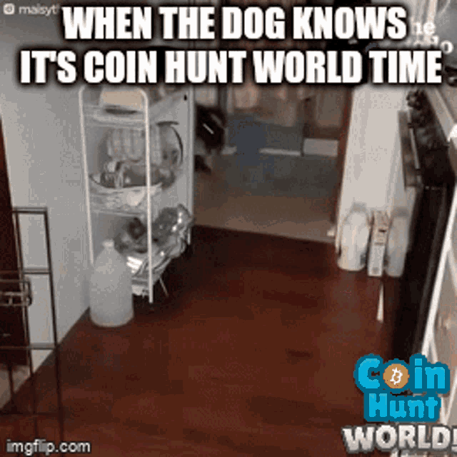 a picture of a dog with the caption when the dog knows it 's coin hunt world time ..