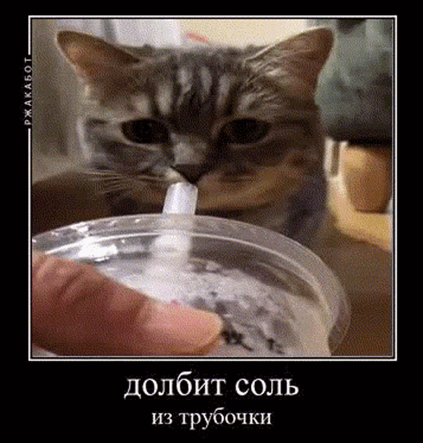 a cat is drinking milk from a plastic cup with a straw