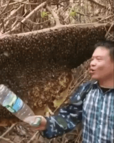 Thanh Loves Bees Asian Beekeeper GIF - Thanh Loves Bees Asian Beekeeper GIFs
