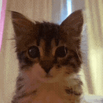 a close up of a cat 's face with a pink curtain in the background