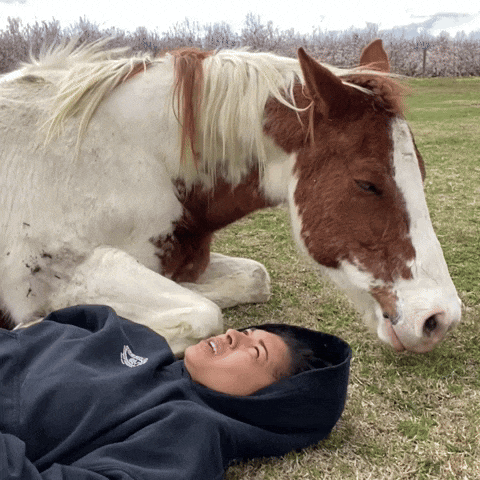 a person in a blue sweatshirt with a butterfly on it laying next to a brown and white horse