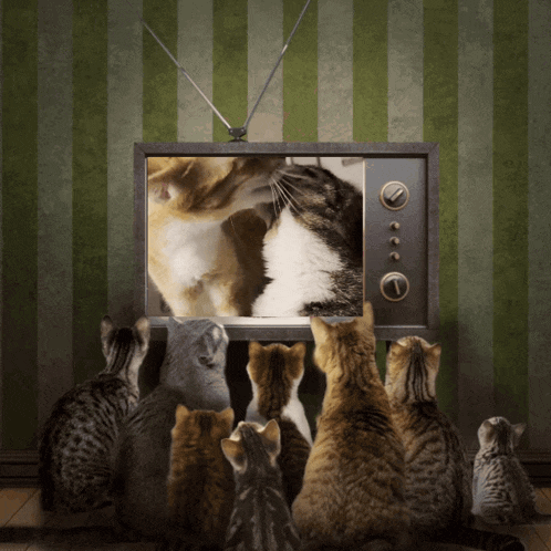 a group of cats sitting in front of a tv