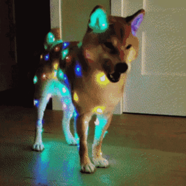 a dog is standing in a dark room with a bunch of lights on it
