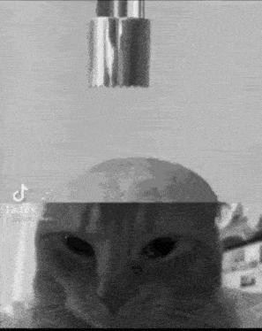 a black and white photo of a cat with a faucet in its head .