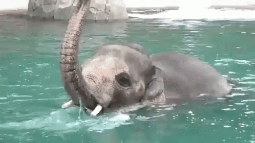 слон играет хоботом в воде GIF - Elephant Playing Trunk GIFs