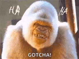 a gorilla is making a funny face and laughing while standing next to a window .