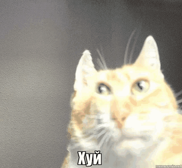 a close up of a cat 's face with a foreign language on it 's face .