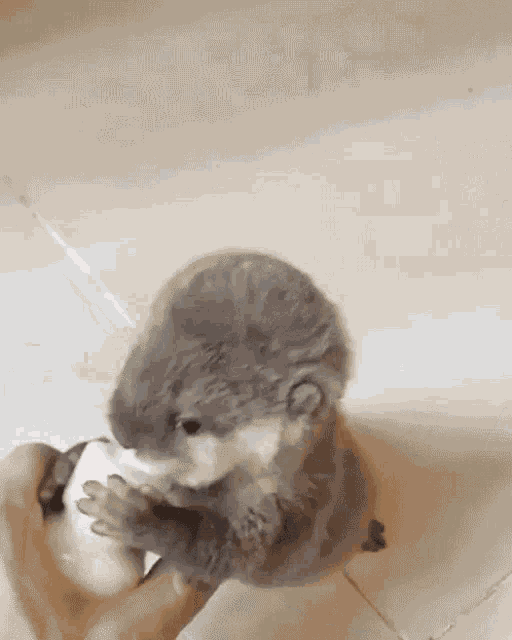 Baby Otter GIF