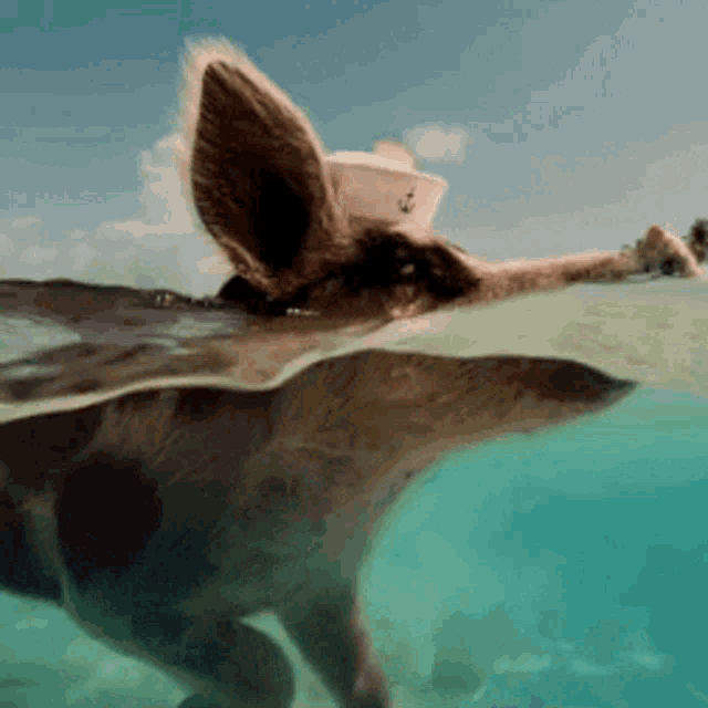 a pig wearing a hat is swimming in the ocean
