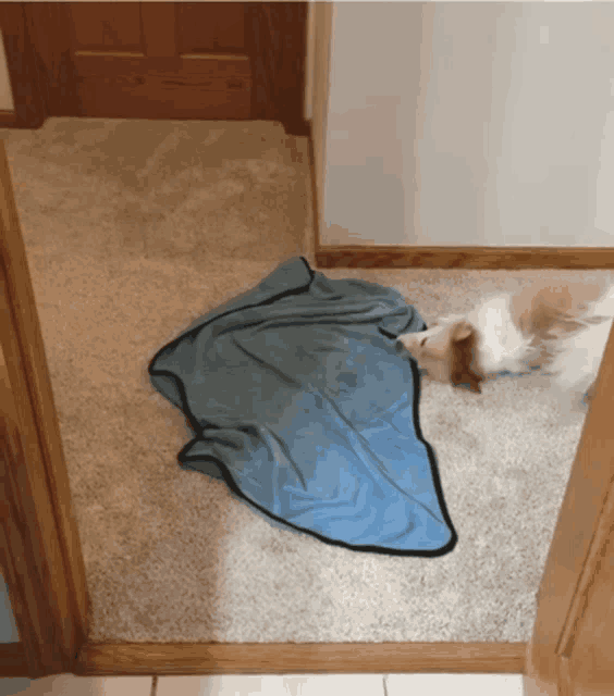 a dog laying on the floor next to a blue towel