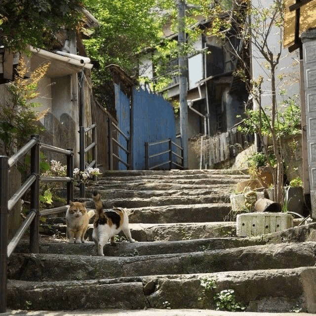 two cats are standing on a set of stairs