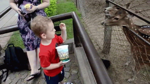Deer Feeding Fail GIF - Deer Ducks Kids GIFs