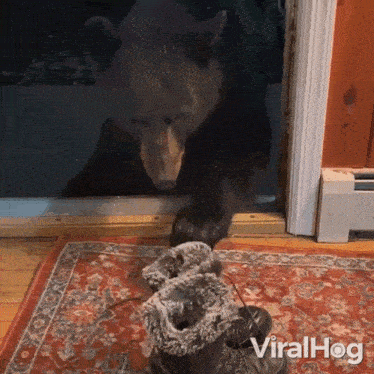 Bear Stealing Boot Viralhog GIF - Bear Stealing Boot Viralhog I'M Gonna Take This GIFs