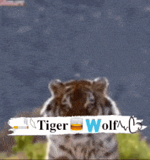 Tigerkutty GIF - Tigerkutty GIFs