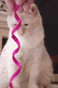 White Cat Orange Cat GIF - White Cat Orange Cat One Braincell GIFs