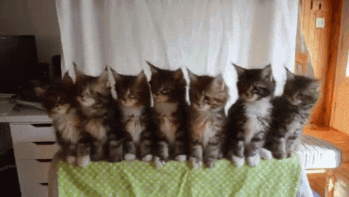 Watch The Birdie GIF - Synchronized Cats Kitten GIFs
