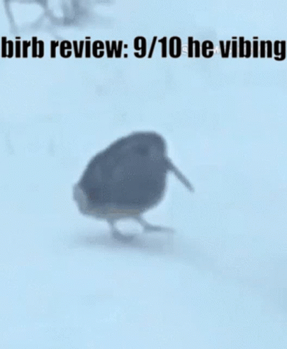 Birb Birb Review GIF