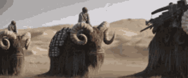 a man is riding a yak in the desert .
