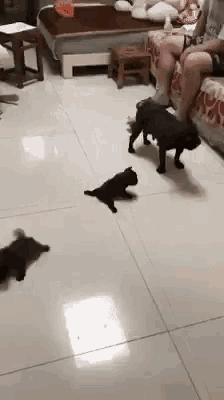 a dog and a cat are playing in a living room .