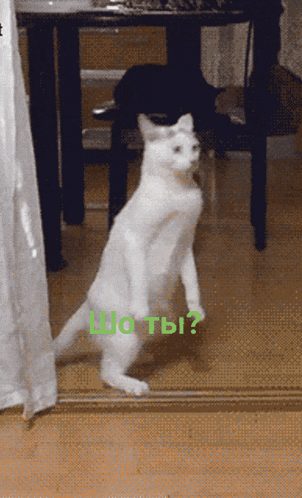 a white cat standing on its hind legs with a green border around it