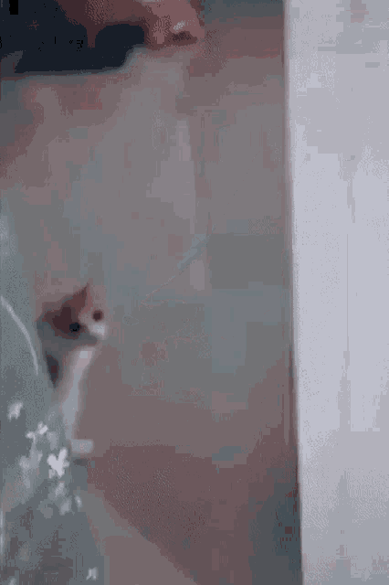 Cat Boneless GIF
