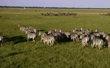 A Zeal GIF - Wild Life Wild Animals Zebra GIFs