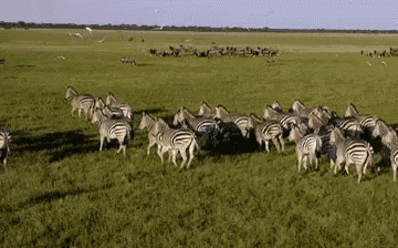 a herd of zebras are walking through a grassy field