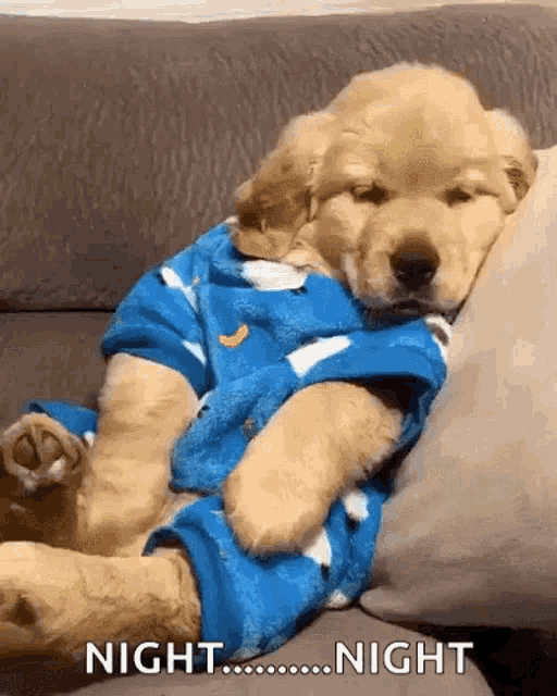 Puppy Cute GIF - Puppy Cute Sleep GIFs