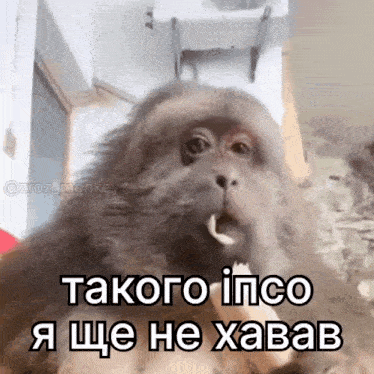 іпсо GIF