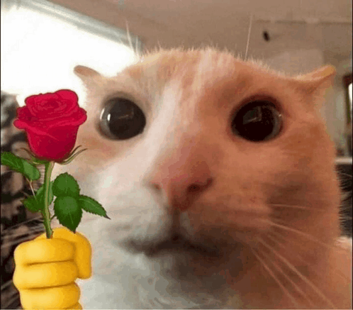 Cat And Flower GIF - Cat And Flower GIFs