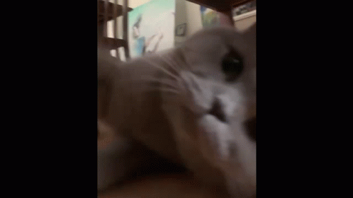 Luni Cat GIF - Luni Cat Paw GIFs