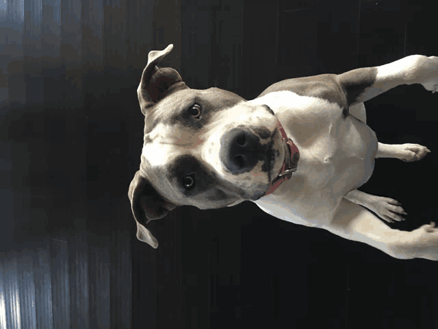 a brown and white dog with a red collar is looking up at the camera